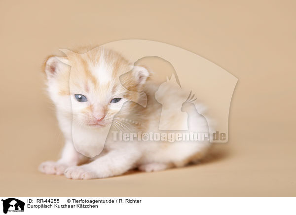 Europ�isch Kurzhaar K�tzchen / kitten / RR-44255