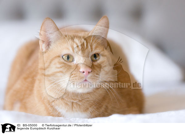 liegende Europ�isch Kurzhaar / lying domestic cat / BS-05000
