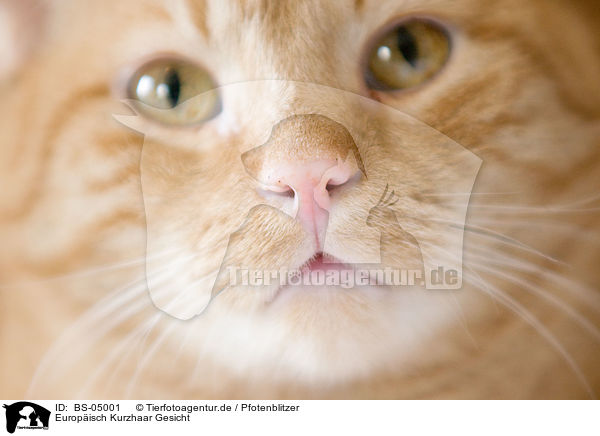 Europ�isch Kurzhaar Gesicht / domestic cat face / BS-05001
