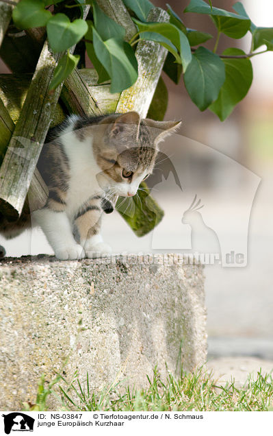 junge Europ�isch Kurzhaar / young cat / NS-03847