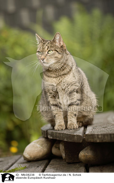 sitzende Europ�isch Kurzhaar / sitting European Shorthair / NN-08238
