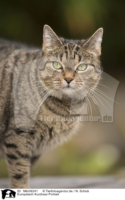 Europ�isch Kurzhaar Portrait / European Shorthair Portrait / NN-08241