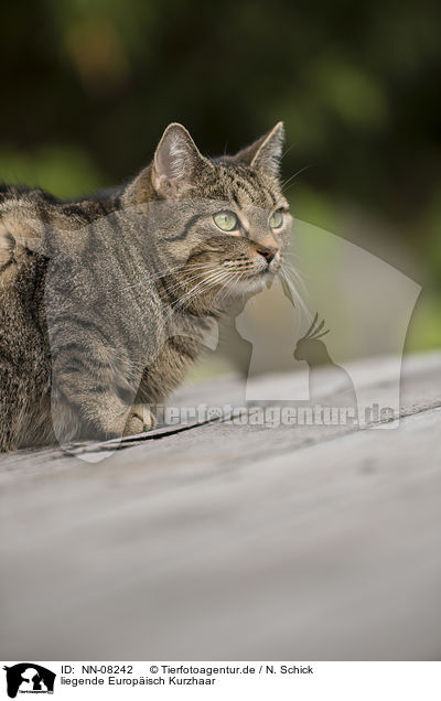 liegende Europ�isch Kurzhaar / lying European Shorthair / NN-08242