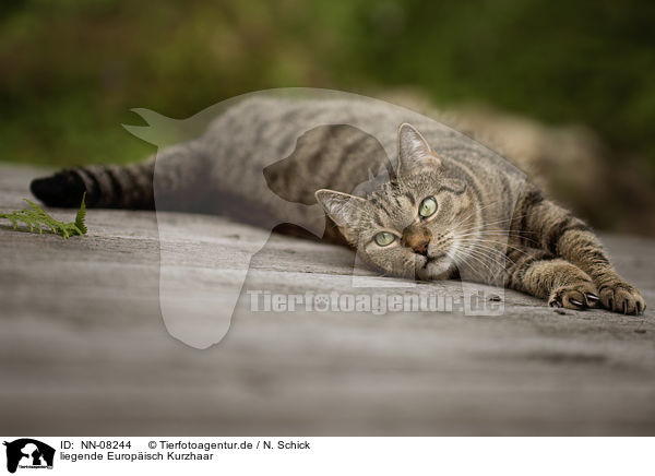 liegende Europ�isch Kurzhaar / lying European Shorthair / NN-08244