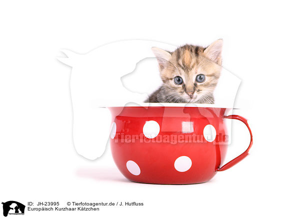 Europ�isch Kurzhaar K�tzchen / European Shorthair Kitten / JH-23995