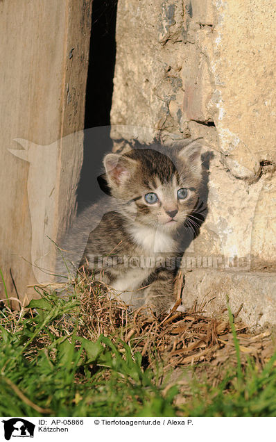 K�tzchen / kitten / AP-05866