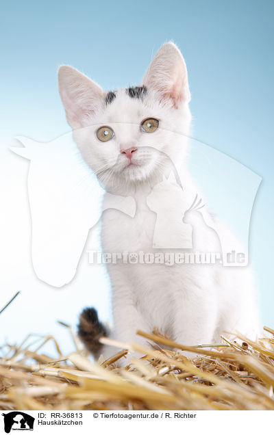 Hausk�tzchen / kitten / RR-36813