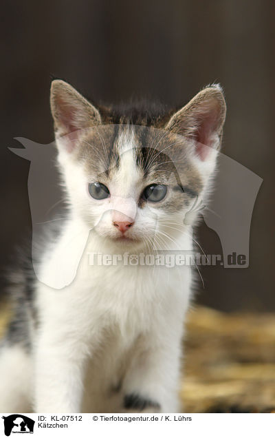K�tzchen / kitten / KL-07512
