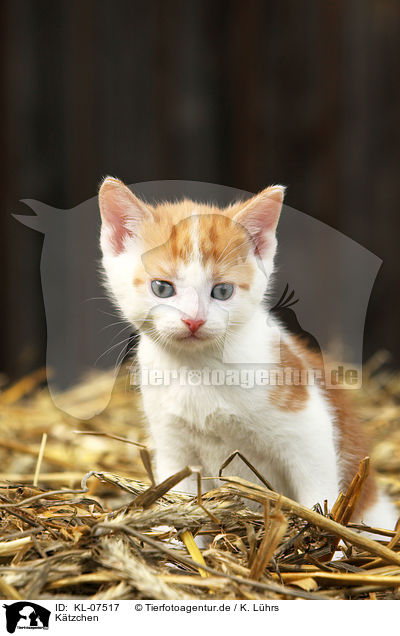 K�tzchen / KL-07517