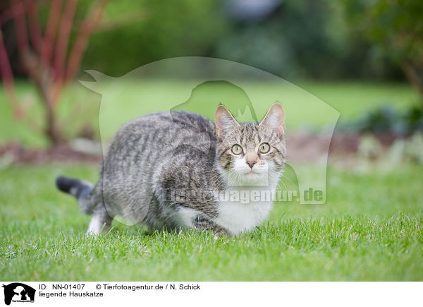 liegende Hauskatze / lying domestic cat / NN-01407