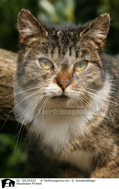 Hauskatze Portrait / domestic cat portrait / SS-24333