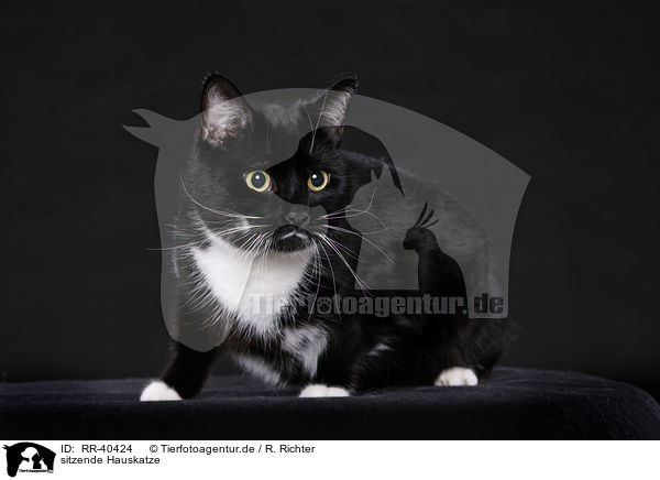 sitzende Hauskatze / sitting domestic cat / RR-40424