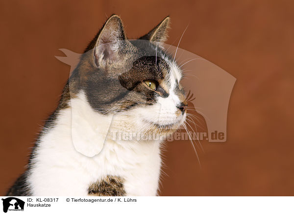 Hauskatze / domestic cat / KL-08317