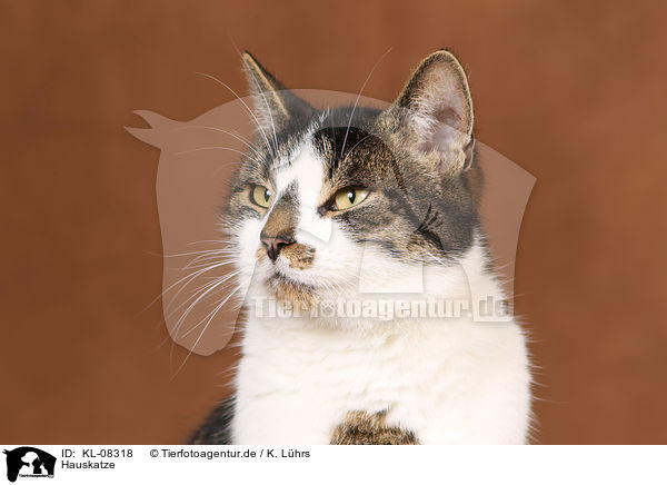 Hauskatze / domestic cat / KL-08318