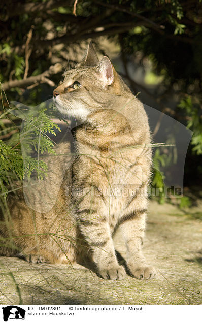 sitzende Hauskatze / sitting domestic cat / TM-02801