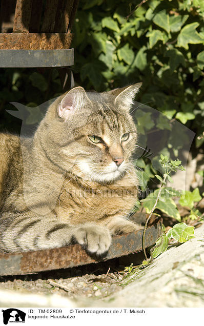 liegende Hauskatze / lying domestic cat / TM-02809