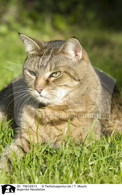 liegende Hauskatze / lying domestic cat / TM-02813