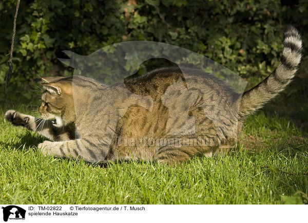 spielende Hauskatze / playing domestic cat / TM-02822
