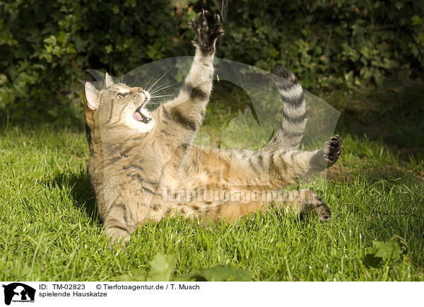 spielende Hauskatze / playing domestic cat / TM-02823