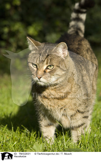 Hauskatze / domestic cat / TM-02831
