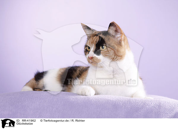 Gl�ckskatze / Calico / RR-41962