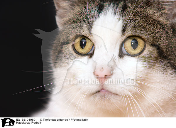 Hauskatze Portrait / domestic cat portrait / BS-04989