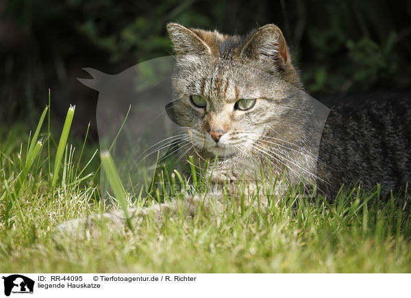 liegende Hauskatze / lying domestic cat / RR-44095