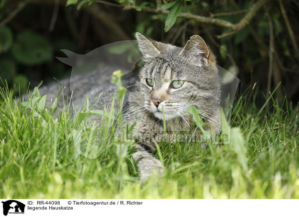 liegende Hauskatze / lying domestic cat / RR-44098