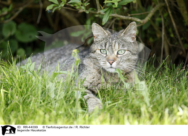 liegende Hauskatze / lying domestic cat / RR-44099