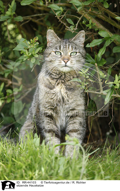 sitzende Hauskatze / sitting domestic cat / RR-44103