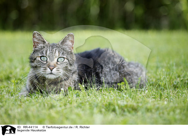 liegende Hauskatze / lying domestic cat / RR-44114