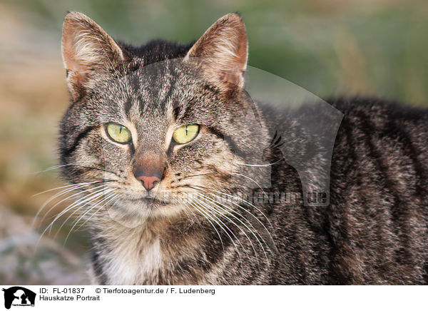 Hauskatze Portrait / FL-01837
