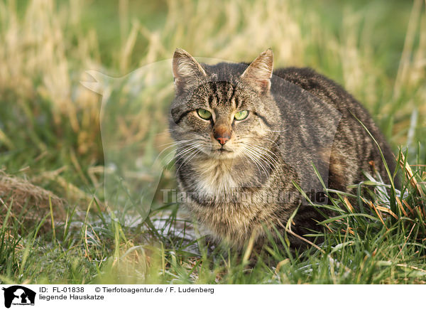 liegende Hauskatze / lying domestic cat / FL-01838
