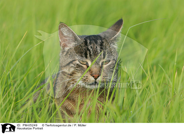 Hauskatze Portrait / domestic cat portrait / PM-05249