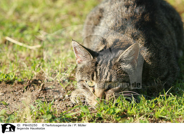 liegende Hauskatze / lying domestic cat / PM-05250