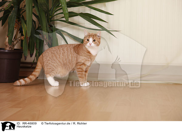Hauskatze / domestic cat / RR-46809
