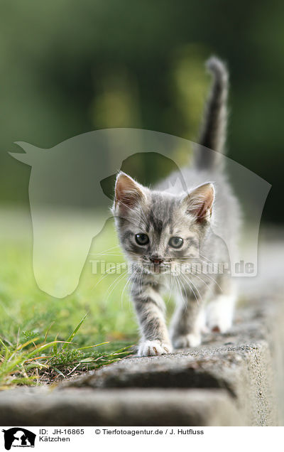 K�tzchen / kitten / JH-16865