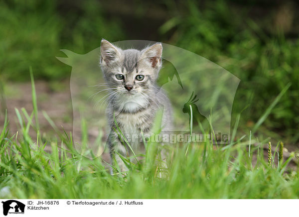K�tzchen / kitten / JH-16876