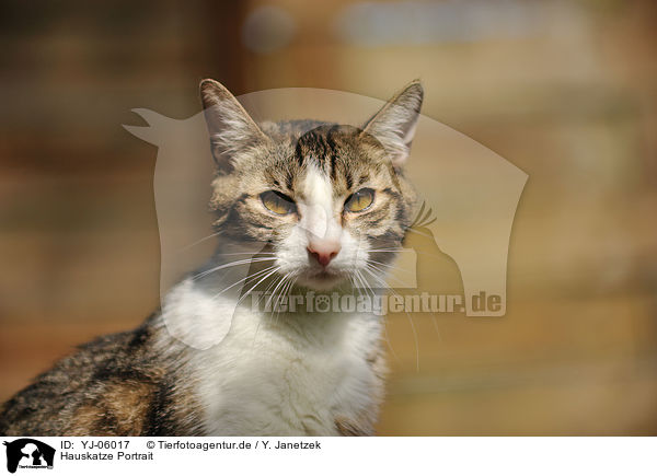 Hauskatze Portrait / domestic cat portrait / YJ-06017