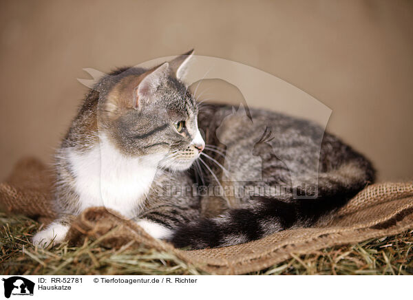 Hauskatze / domestic cat / RR-52781