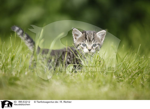 Hausk�tzchen / kitten / RR-53212