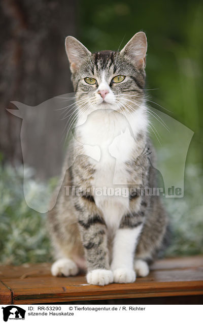 sitzende Hauskatze / sitting domestic cat / RR-53290