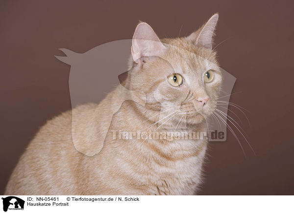Hauskatze Portrait / domestic cat portrait / NN-05461