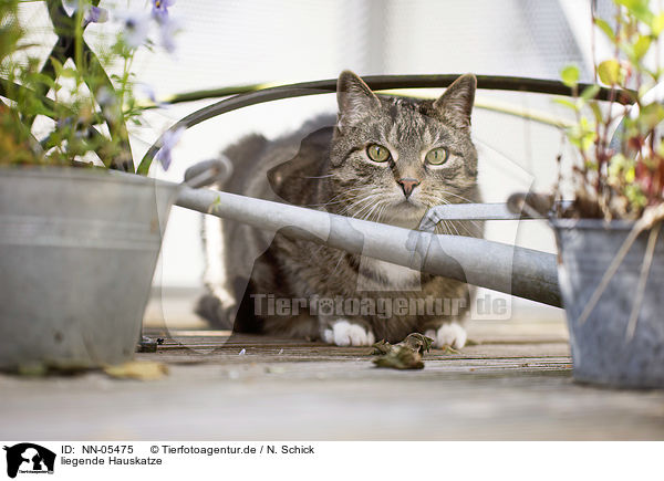 liegende Hauskatze / lying domestic cat / NN-05475