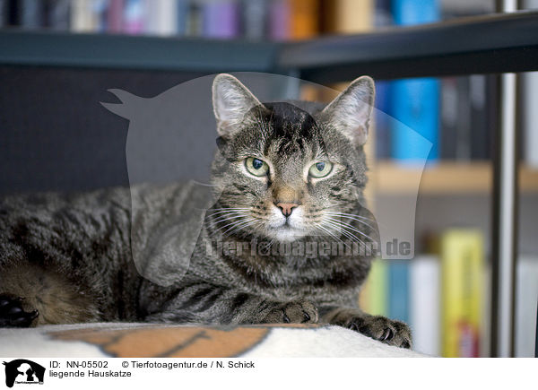 liegende Hauskatze / lying domestic cat / NN-05502