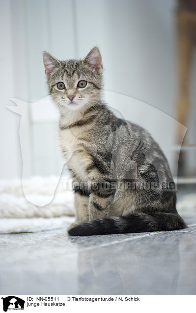 junge Hauskatze / young domestic cat / NN-05511