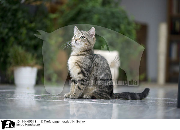 junge Hauskatze / young domestic cat / NN-05518