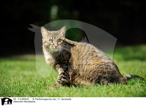 sitzende Hauskatze / sitting domestic cat / YJ-06932