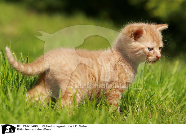 K�tzchen auf der Wiese / kitten in the meadow / PM-05480