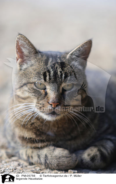 liegende Hauskatze / lying domestic cat / PM-05756
